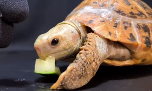 乌龟不吃龟粮怎么办