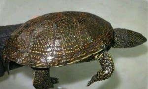 欧洲泽龟怎么分雌雄