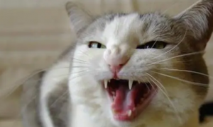 猫咪正常的牙龈应该是什么样的