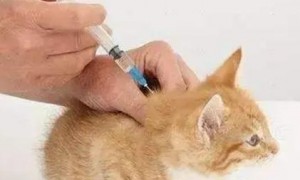 一般猫咪要打几针疫苗