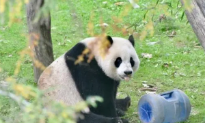 美国华盛顿动物园为旅美大熊猫举办“告别派对”系列活动