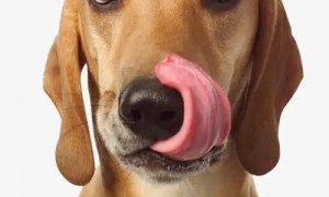狗舌头歪是不是要死了