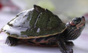 印度棱背龟可以深水养吗