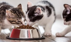 猫可以吃狗粮吗