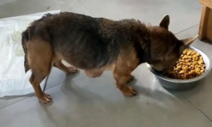 15岁的狗狗患上肿瘤，主人嫌弃它不给饭吃