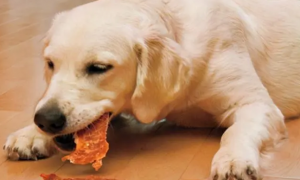 宠物狗可以吃什么零食