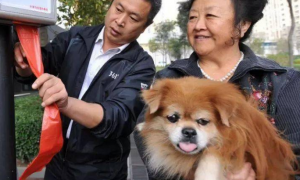 《福州市城市养犬管理条例》获批通过