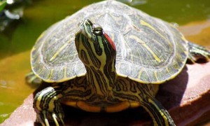 斑彩龟寿命多少年
