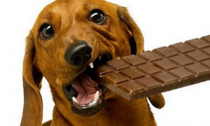 狗吃了巧克力以后会出现什么症状