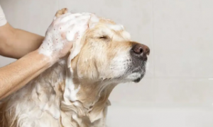 狗狗拆线后多久可以洗澡