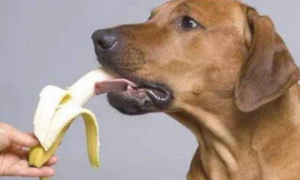 狗狗可以吃香蕉吗