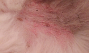 公猫肚子上长粉色痘痘是什么