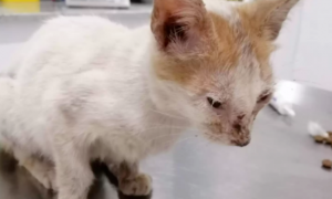 宠物医院救下一只垂死的流浪猫，竟成了喵护士，爱真的会传播！