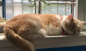 猫咪冬天睡阳台会被冻死吗为什么