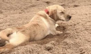 狗狗匍匐在沙地拖着身子，笑得网友差点滚沙地，这狗子怕是废了吧