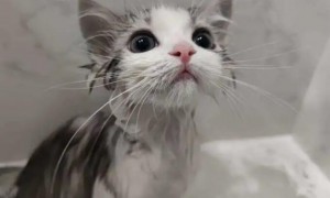 猫猫多长时间洗一次澡最好
