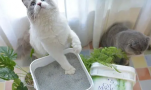 猫砂养花好吗