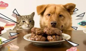 狗可以吃猫粮吗会不会死
