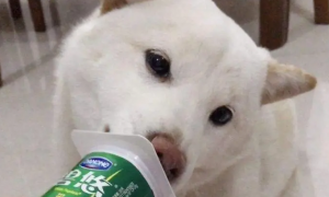 狗能喝酸奶吗