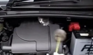 流浪小猫咪躲在发动机箱里，怎么劝都不出，最后出动了胖橘