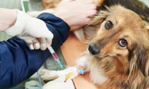 宠物抗体检测有必要做吗