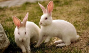 公兔母兔怎么区分