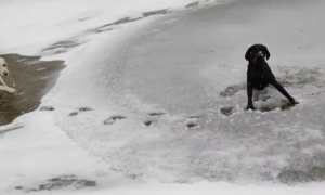 两只狗狗去踩结冰的湖面，结果纷纷都掉进了冰窟窿，好傻呀！