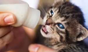 猫喝什么奶粉