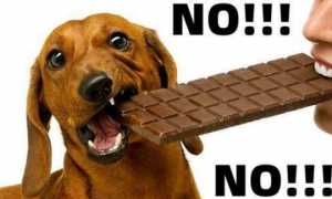狗可以吃巧克力吗？为什么？