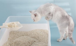 6l猫砂是多少公斤