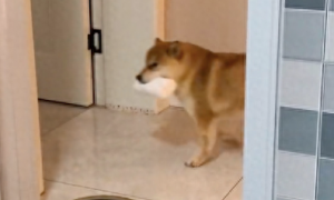 主人让狗帮忙拿卫生纸，它却叼着纸路过3次都不给！