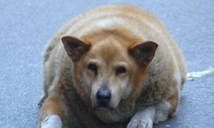 父母亲双双去世后，狗狗经受不住打击，一度抑郁胖至106斤…