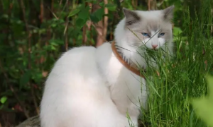 猫为什么喜欢猫草