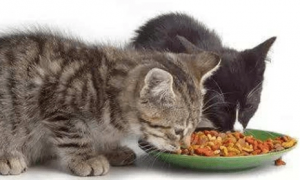 猫粮多少钱一斤比较正常