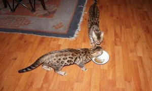 豹猫适合吃什么猫粮