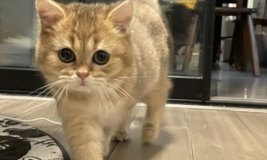 两个月大的小猫能吃虾仁吗