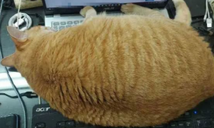橘猫想对主人撒娇，往电脑上一躺，结果键盘就看不到了！