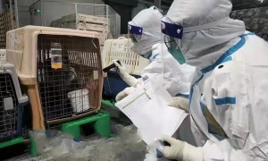 萌宠通关！福州长乐机场海关首次保障宠物出口