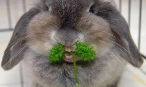 兔子一天大概吃多少草