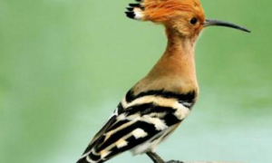 此鸟被以色列封为国鸟，外号“臭姑鸪”，真实名字取自《山海经》