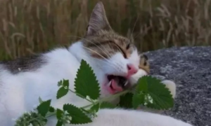 猫吃薄荷叶有什么好处或是坏处吗