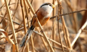 北京88个陆生野生动物疫源疫病监测站守护候鸟“回家路”