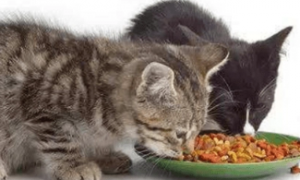 猫粮多少一斤比较正常