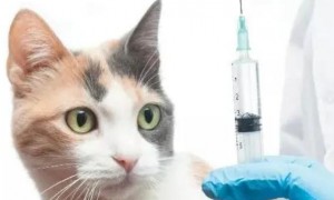 猫打疫苗可以预防猫传腹吗