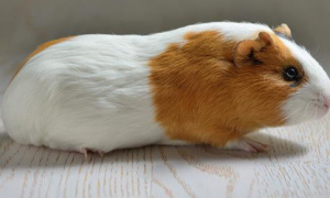 荷兰鼠需要垫子保暖吗