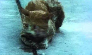 日本5万只猫跳海上千人死亡，原因竟是人祸
