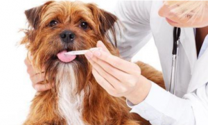 狗狗生病能吃人的药吗