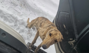 货车司机雪地救了灵缇犬，第三天出车祸竟没受伤，狗子带来的运气