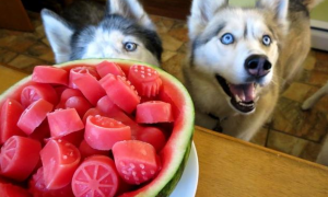 狗狗能吃西瓜吗为什么