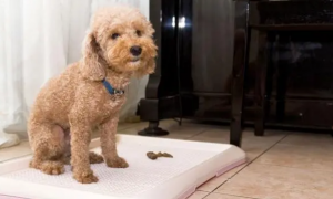 狗狗尿垫可以用什么代替